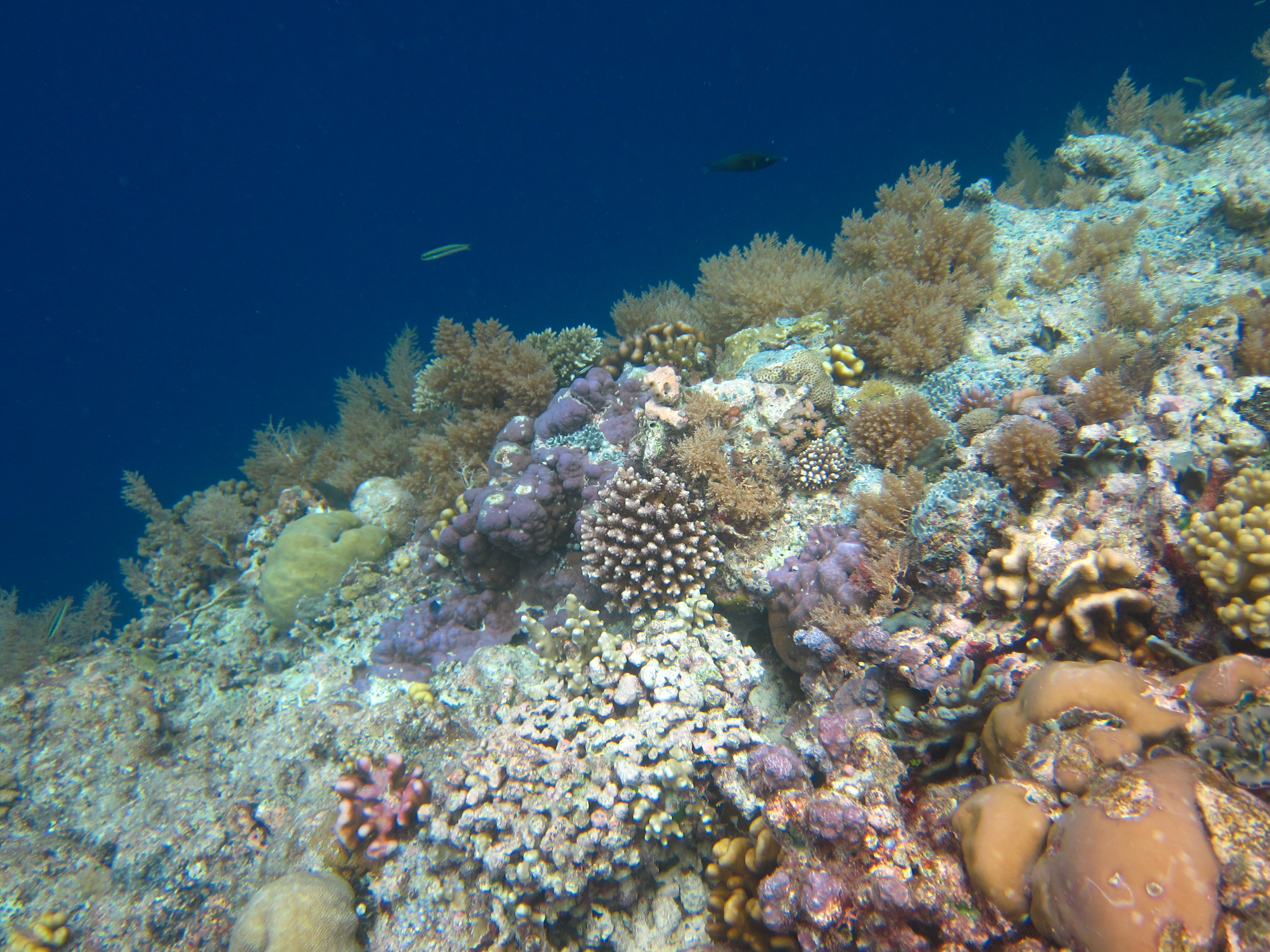 大断层因特殊的天然环境孕育出丰富的海洋生物资源,有海底花园